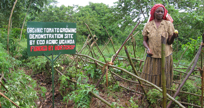 Ugandan farmer holds a tomato in a tomato patch, next to her a sign that reads "organic tomato growing demonstration site by eco agric uganda funded by HORTCRSP"