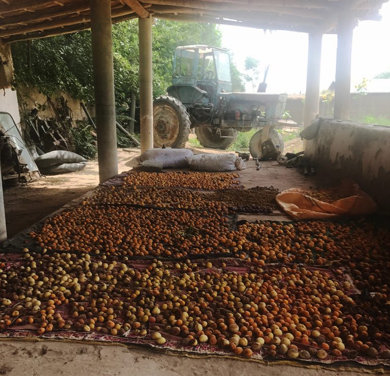 apricots drying on tarp on ground in shed, with tractor behind