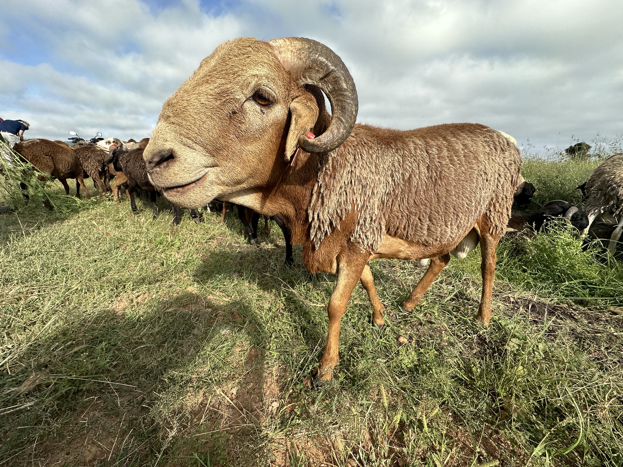 drought-tolerant sheep at ilri campue
