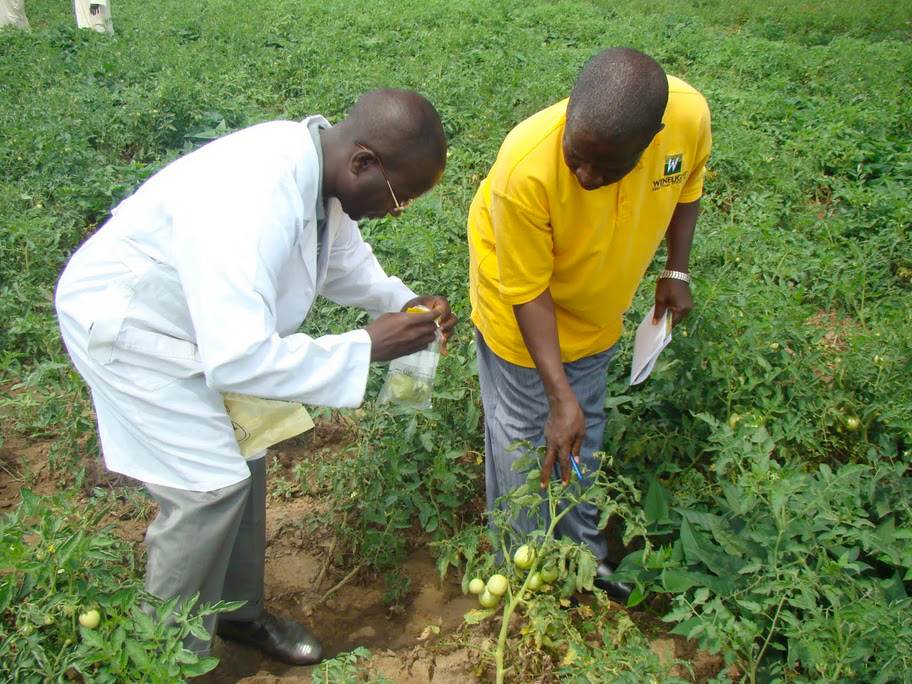 Scientist and farmer gather tomato examples from farm field in Nigeria.