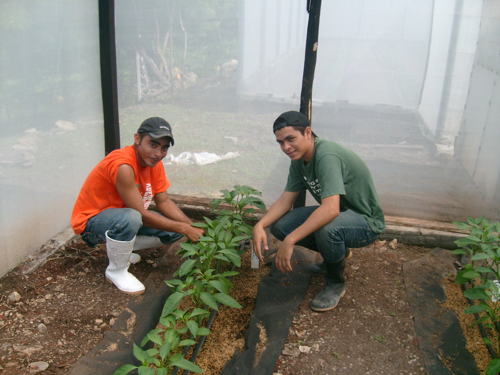 Two young men kneeling by a row of vegetable plants inside a greenhouse.