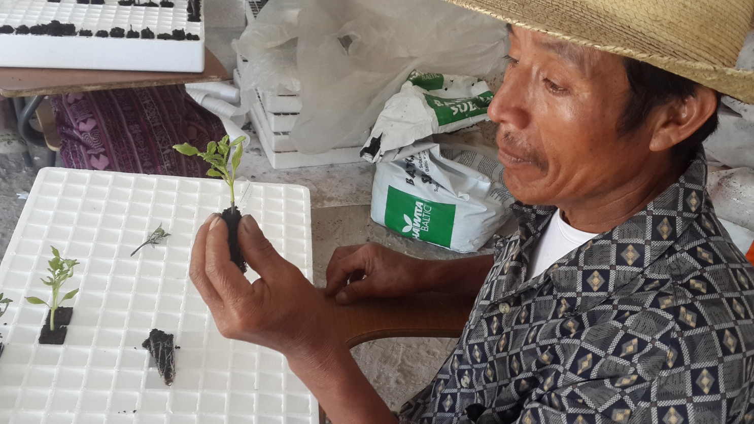 Farmer holds up a newly grafted vegetable seedling