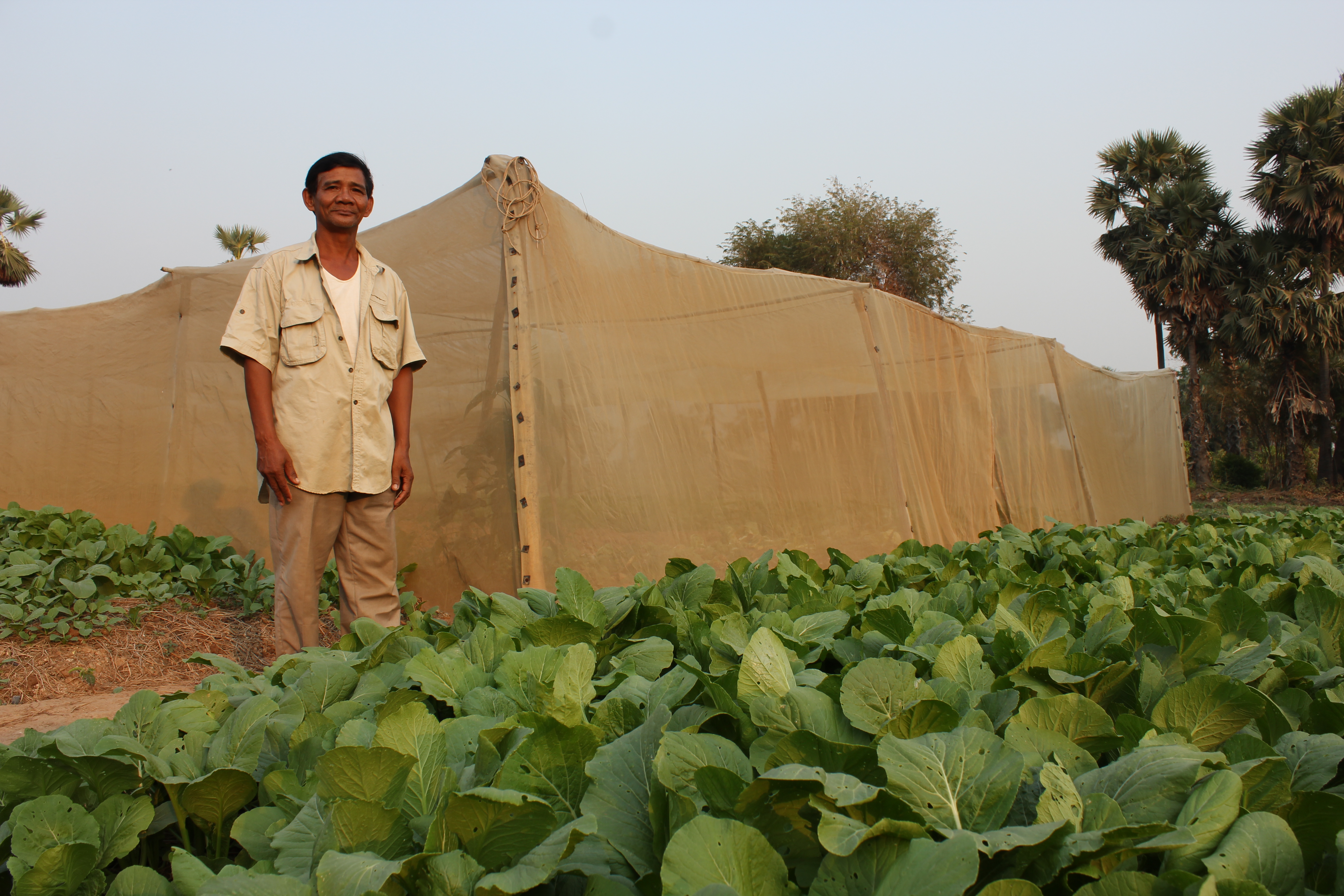 Cambodian man stands in a vegetable field with leafy greens growing, just outside of a nethouse