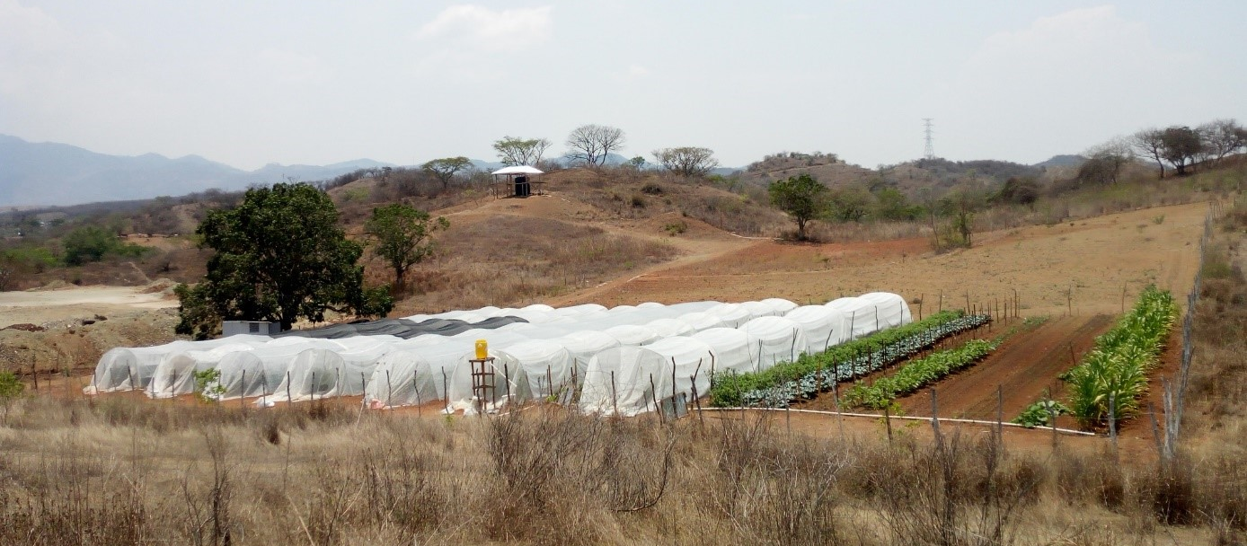 Promoting technology for horticulture production as adaptation to climate change in Guatemala.