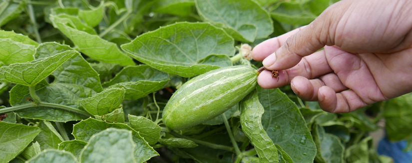 Hand picking a gourd