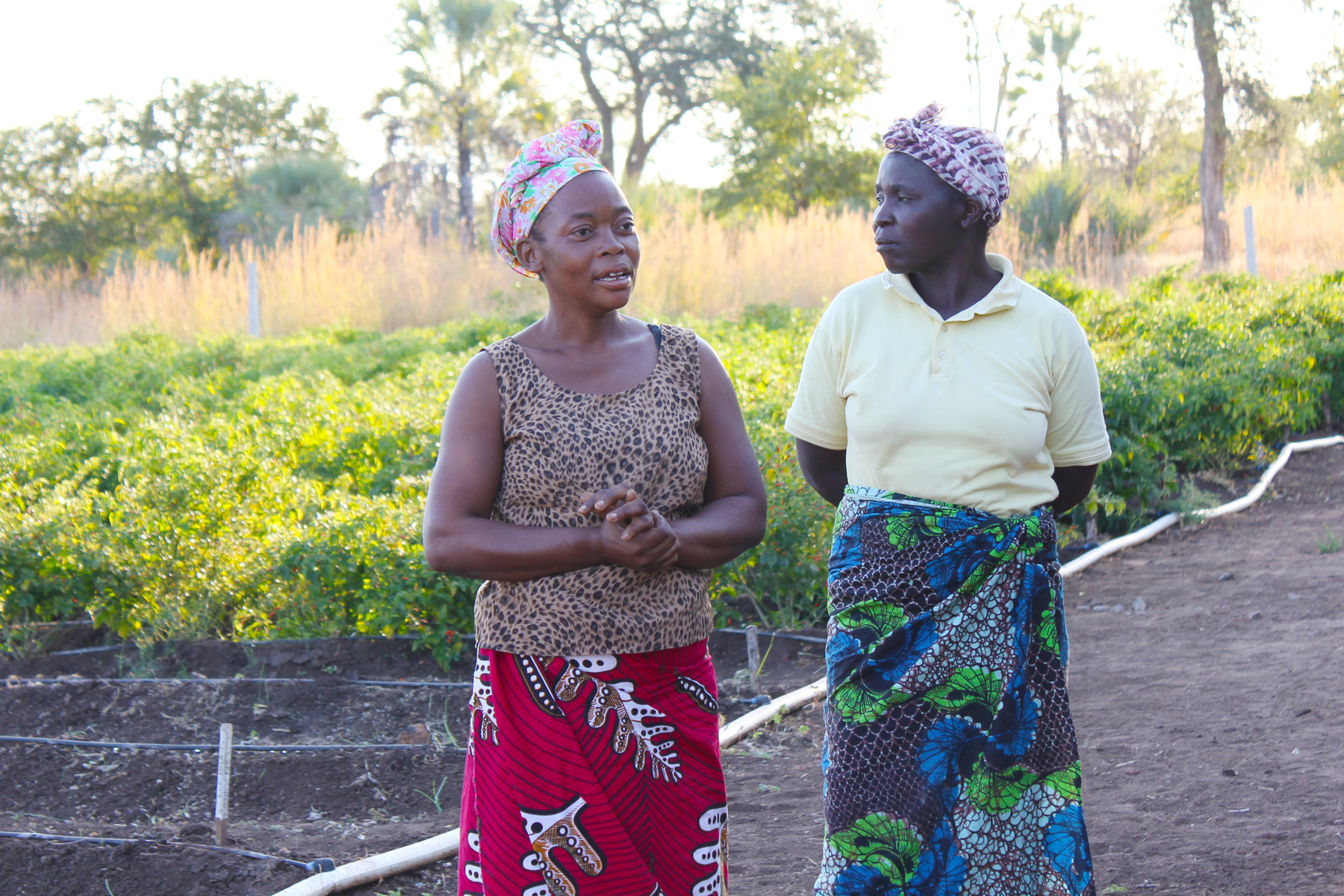 Nsongwe women farmers at their vegetable field in Zambia.