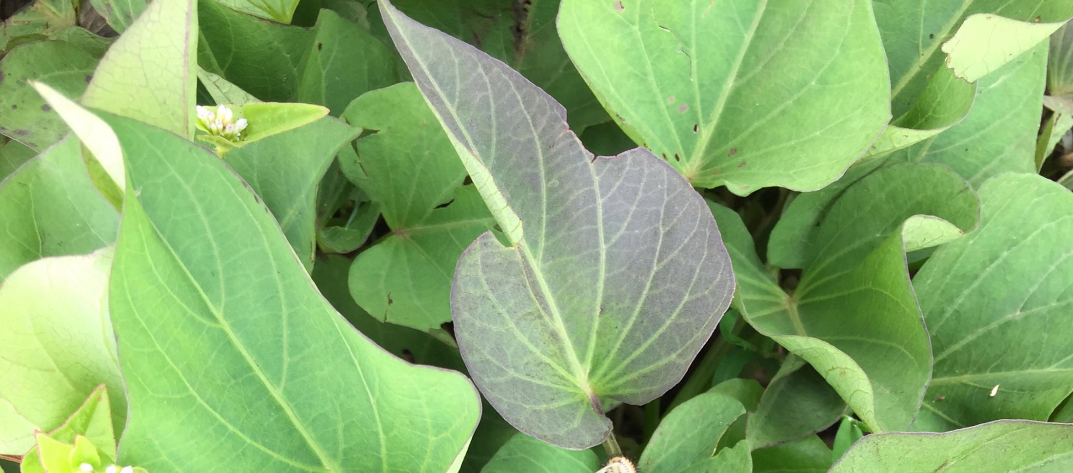 How to cook sweet potato leaves, with thanks from Ethiopia ...