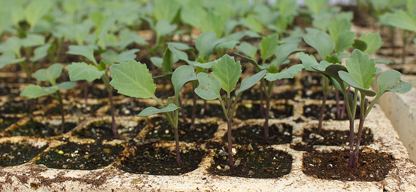 Vegetable seedlings grown by farmers in Zambia.