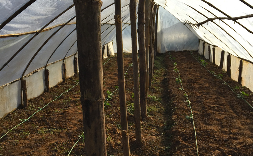 Wooden poles hold up plastic sheeting, inside of a greenhouse