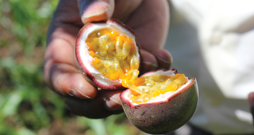 close-up on passion fruit, cracked open in hand