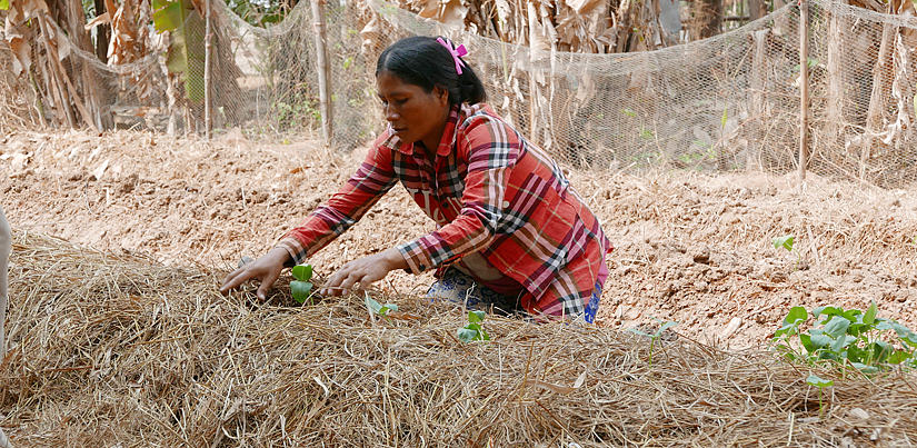 Woman farmer kneels in a field row, planting seedlings into mulch