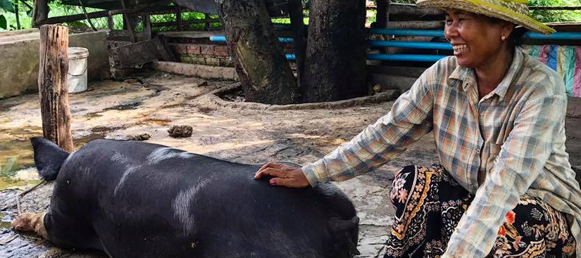 Cambodian pig farmer with sow
