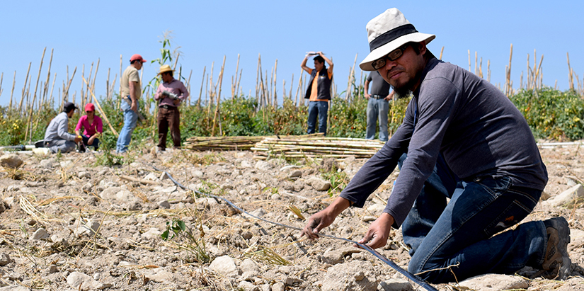 Guatemalan ag technician kneeling, holds drip tape on farmland with tomatoes growing in the background