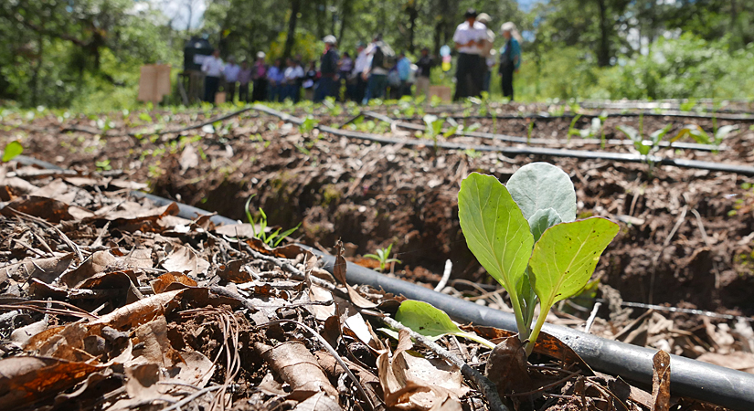 Close-up of vegetable seedling planted in mulch next to irrigation tube, in agriculture field, with group of people in background