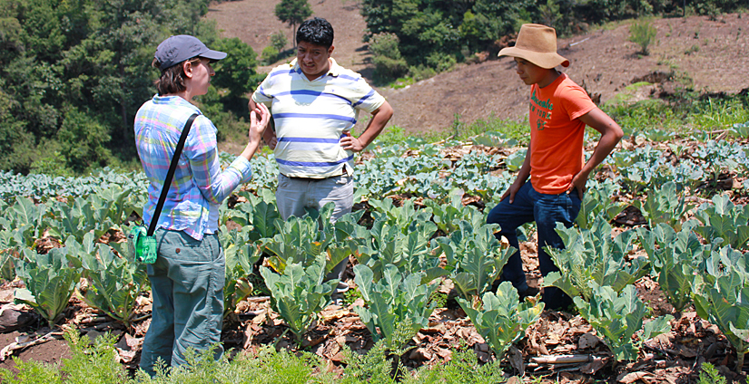Woman, man and youth talking in vegetable field