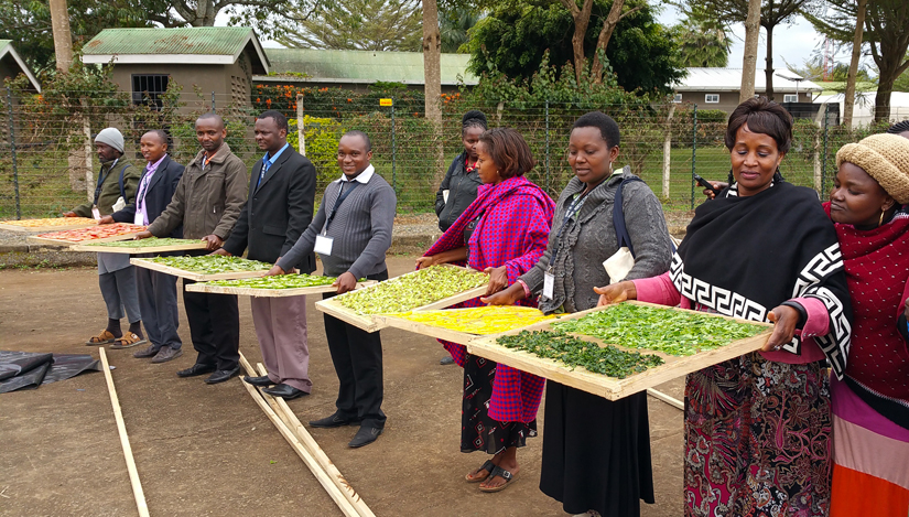 Professionals hold large wood trays filled with sliced vegetables for solar drying