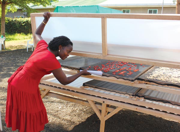 Noel Makete, a Kenyan scientist, checks on vegetables in a solar dryer during a Horticulture Innovation Lab training session in Arusha, Tanzania.