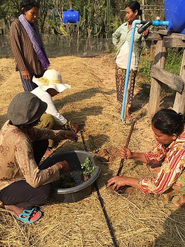 Women plant seedlings in straw mulch, either side of a drip irrigation line