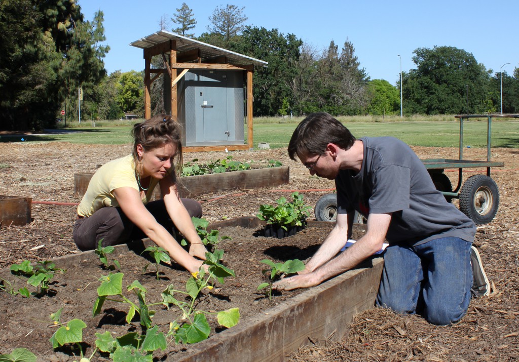 Two people plant seelings in a raised bed