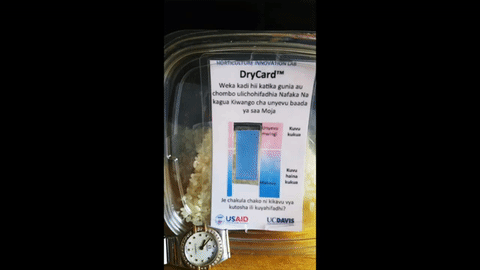 DryCard indicator changes color in a container of rice, with watch for reference