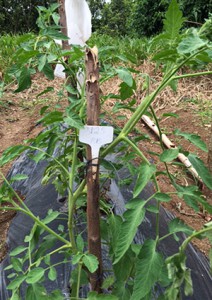 healthy tomato plant in field row with plant marker