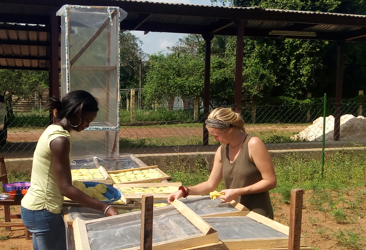 Young women lay out pineapple slices in a chimney solar dryer