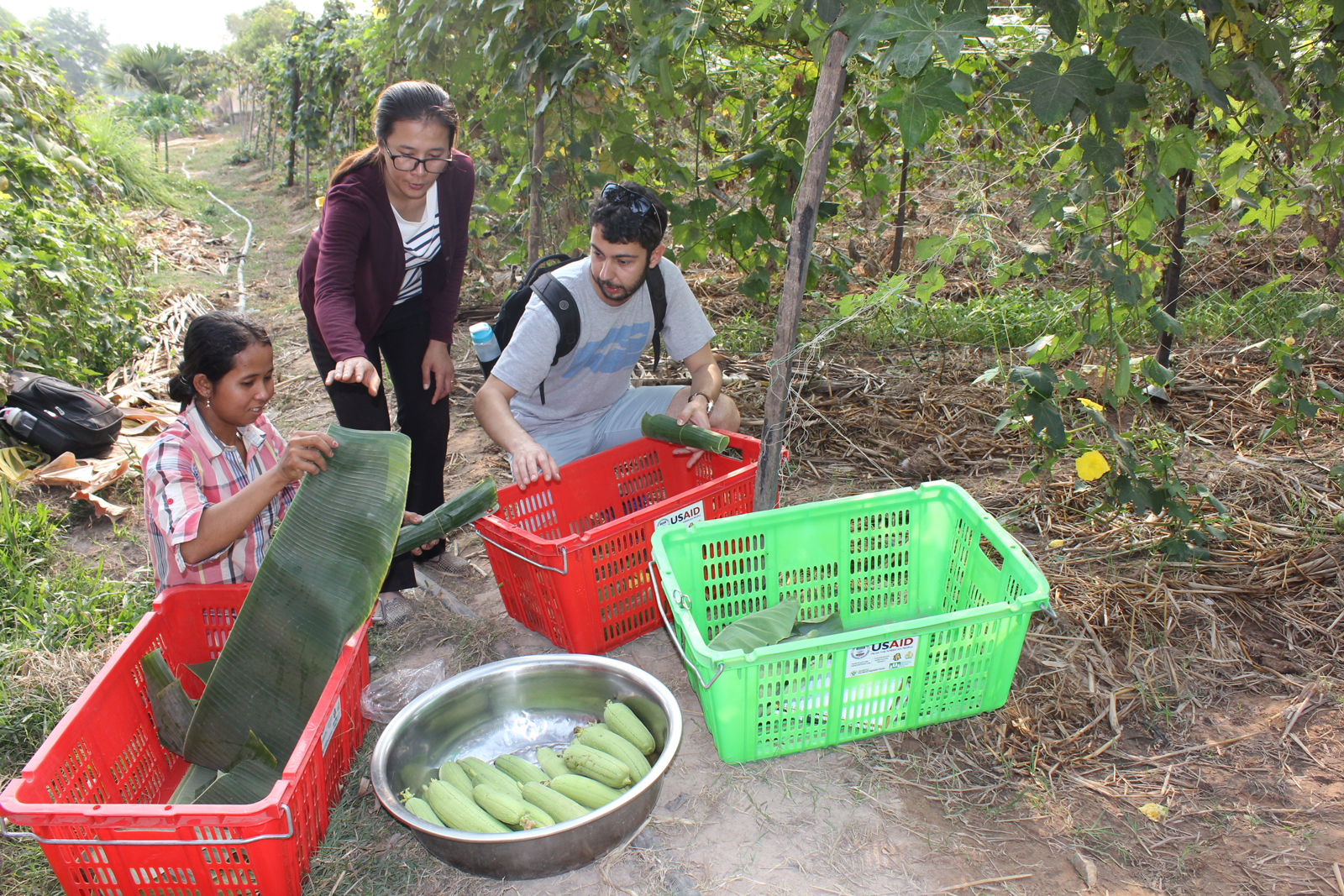From left, farmer Eang Chakriya and technician Sel Rechaney show UC Davis researcher Angelos Deltsidis how they harvest sponge gourd and wrap the vegetable in banana leaves to pack and transport.