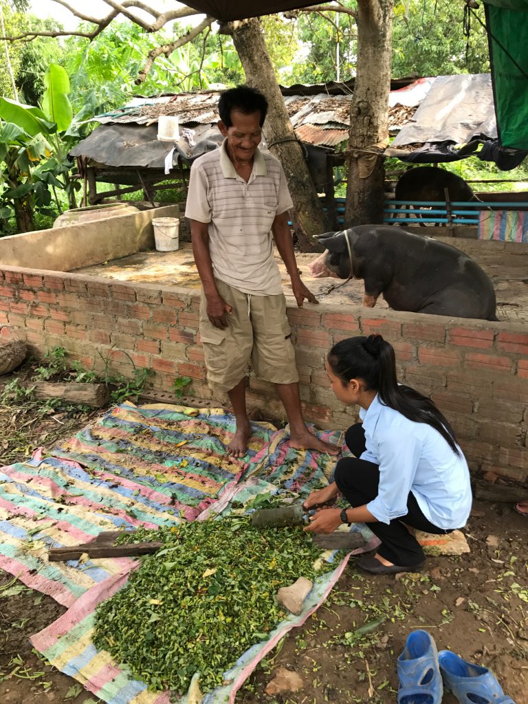 Cambodian pig feed researcher