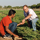 Scientists collaborating in chickpea field
