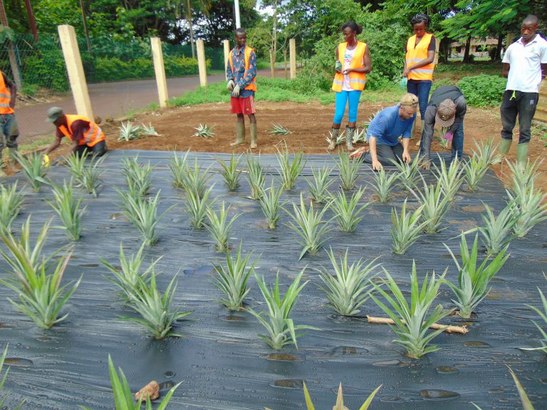 group working on planting pineapple tops through plastic groundcover