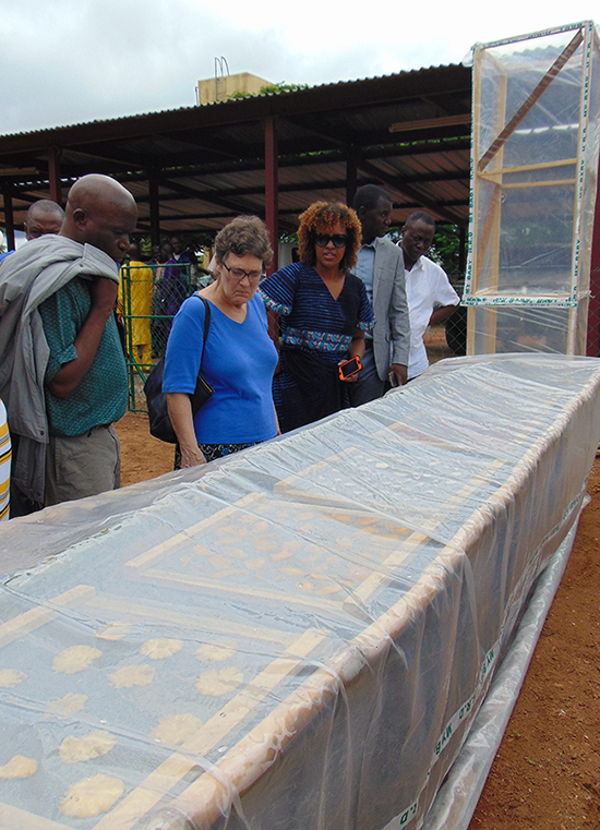 group looking at chimney solar dryer, with sliced fruit visible through clear plastic