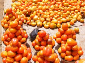Tomatoes on the ground and in piles for sale
