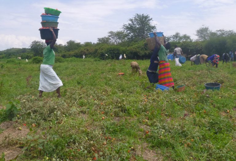 Laborers walk through a field thick with tomato plants, with multiple bins of tomatoes stacked on their heads.