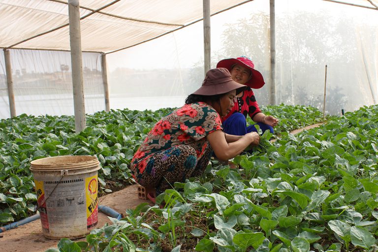 Women kneeling, picking leafy green vegetables inside net house structure