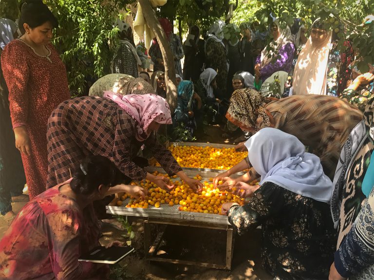 Tajik women sort apricots after harvest on wooden trays for drying