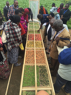 Group examines sliced vegetables on solar drying trays