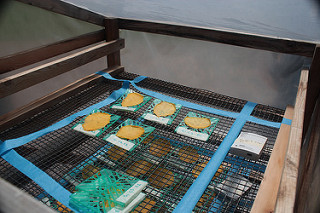 Individual slices of fruit on plastic and wire trays inside a clear plastic solar dryer chamber