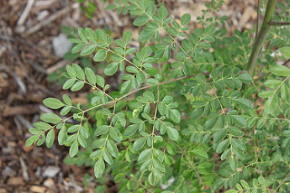 Moringa leaves branch close-up 