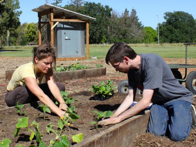 Students planting vegetables at the outdoor demonstration center at UC Davis