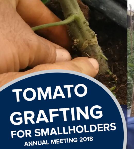 "Tomato grafting for smallholders, annual meeting 2018" text over photos of a grafted tomato and speaker, Andrey Vega