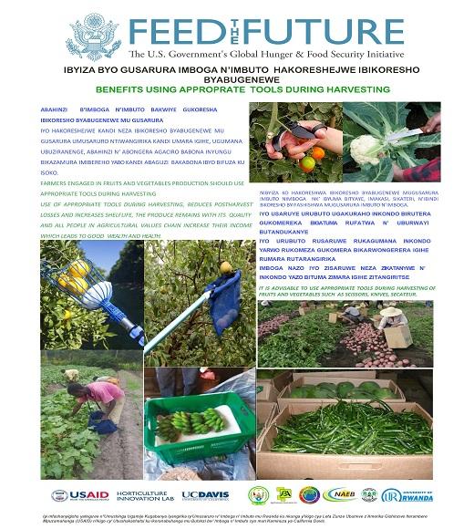Fact sheet from preharvest fact sheet collection with English and Kinyarwanda and pictures of postharvest tools in action 