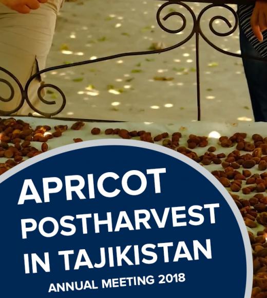 "Apricot postharvest in tajikistan, annual meeting 2018" text on photo of apricots drying