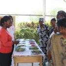 Trainers talk to farmers about maintaining freshness and proper postharvest handling of various vegetable crops after harvest.
