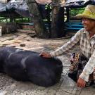Woman pets pig in the shade