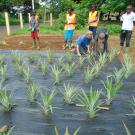 group plant pineapple demonstration plot in Guinea