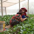 women farmers harvesting leafy green vegetables inside nethouse