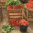 Large wooden crates piled high with tomatoes, with some leafy branches on top, next to a buck of tomatoes and more tomatoes on the ground
