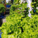 Advancing Technology based on Urban and Peri-urban Horticulture Needs in Bangladesh and Nepal