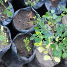 Moringa