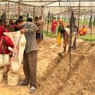  Farmers learning-by-doing about ASD, in severely infested root knot nematode field at Hetauda. Image credit: Ram Khadka.